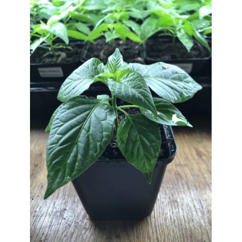 Bhut Jolokia sazenice chilli