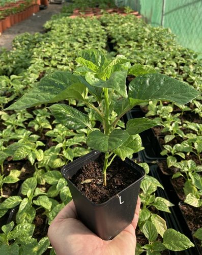 Habanero Lemon sazenice chilli