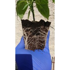 Bhut Jolokia sazenice chilli