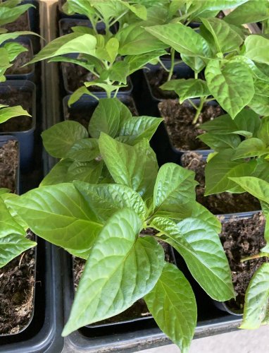 Habanero Orange sazenice chilli