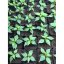 Bhut Jolokia sazenice chilli