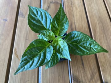 Naga Morich - ŠpičkovéChilli.cz