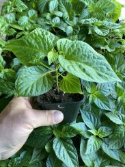 Habanero Chocolate sazenice chilli