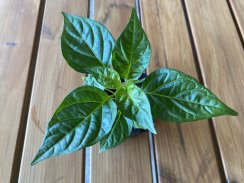 Habanero Lemon sazenice chilli