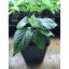 Bhut Jolokia sazenice chilli