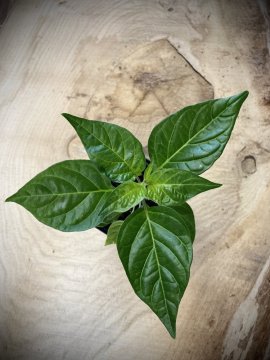 Sazenice chilli papriček Habanero Red