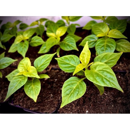 Bhut Jolokia sazenice chilli