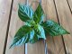 Bhut Jolokia