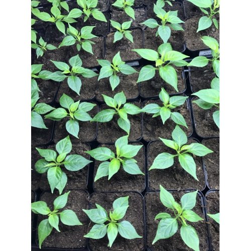 Bhut Jolokia sazenice chilli